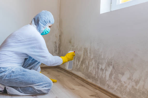 Black mold inspection in Landing